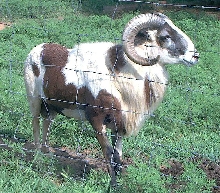 Painted Desert Sheep