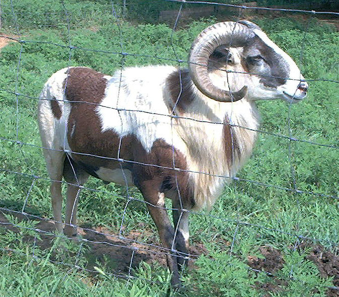 Painted Desert Sheep