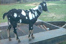 Nubian Goat Buck