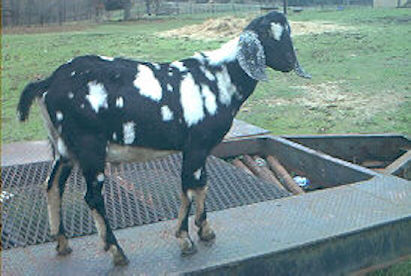 Nubian Goat Buck