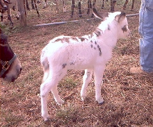 Miniature donkey jenny