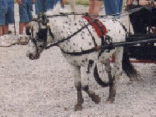 Miniature Appaloosa Stallion