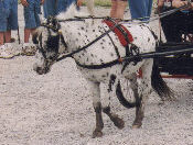 Miniature Appaloosa Stallion