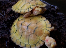 0.2 females