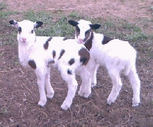 painted desert lambs