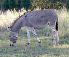 Zinger the Ze-Donk