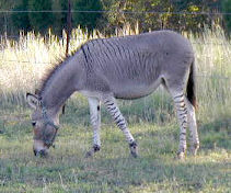 Zinger the Ze-Donk