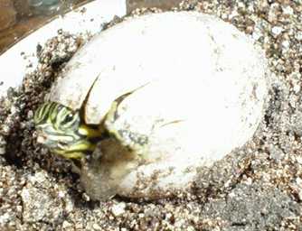 peeking out