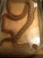 blotched water snake morph