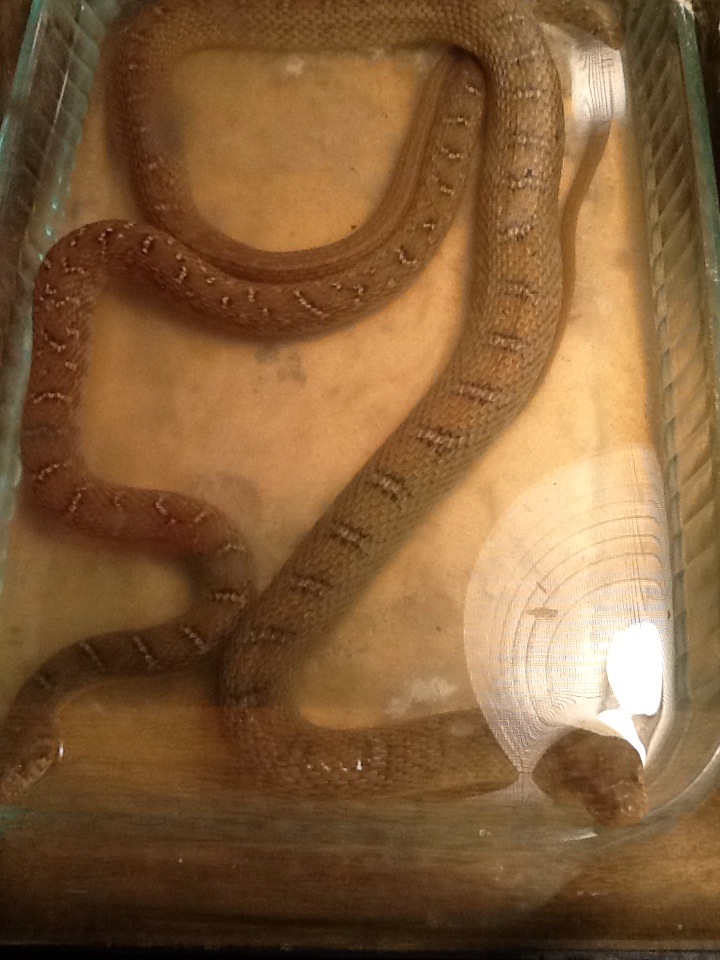 blotched water snake morph