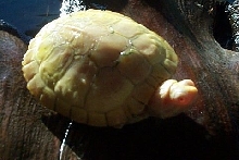 Albino Red Eared Slider