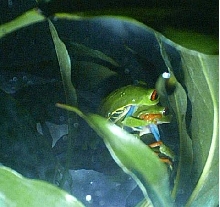 Red Eyed Tree Frogs in Amplexus