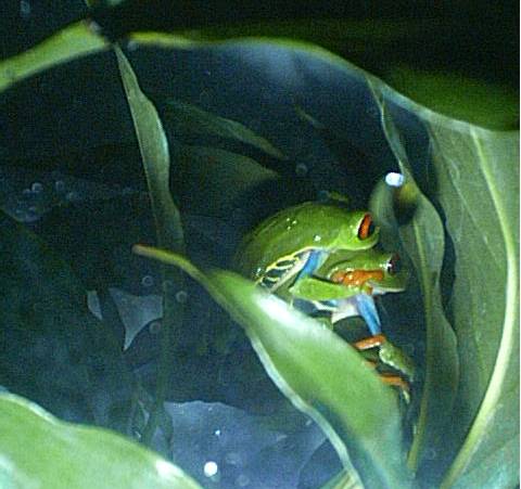 Red Eyed Tree Frogs in Amplexus