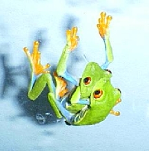 Red Eyed Tree Frogs lovin!