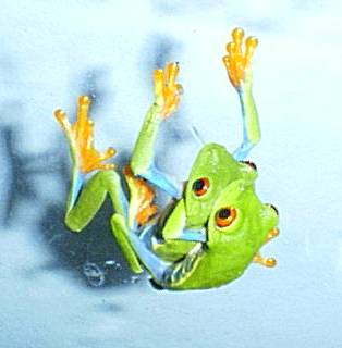 Red Eyed Tree Frogs lovin!