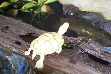 albino res np