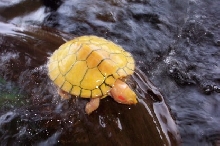 ARES in Waterfall