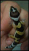 Shuttle morph? lol