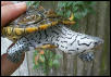 Diamondback