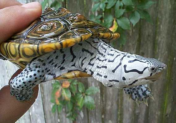 Diamondback