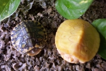 Pastel and Albino Hatchling RES
