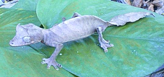fantastic leaf tail