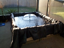 Turtle pond