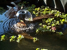 Pond Veggies