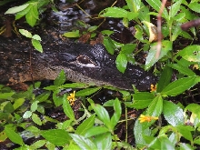 Juvenile Alligator