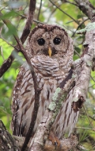 Barred Owl
