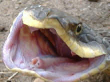 rear fanged