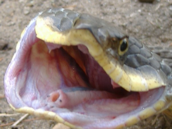 rear fanged