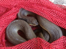 Eastern Hognose in capture bag