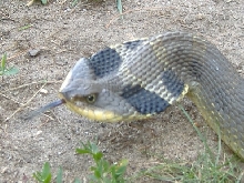displaying