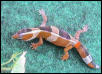 AFT_Leo_hybrid