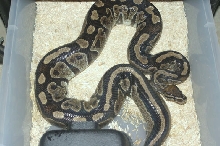 Granite Female Breeder