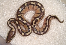 Granite Mojave x Granite ?