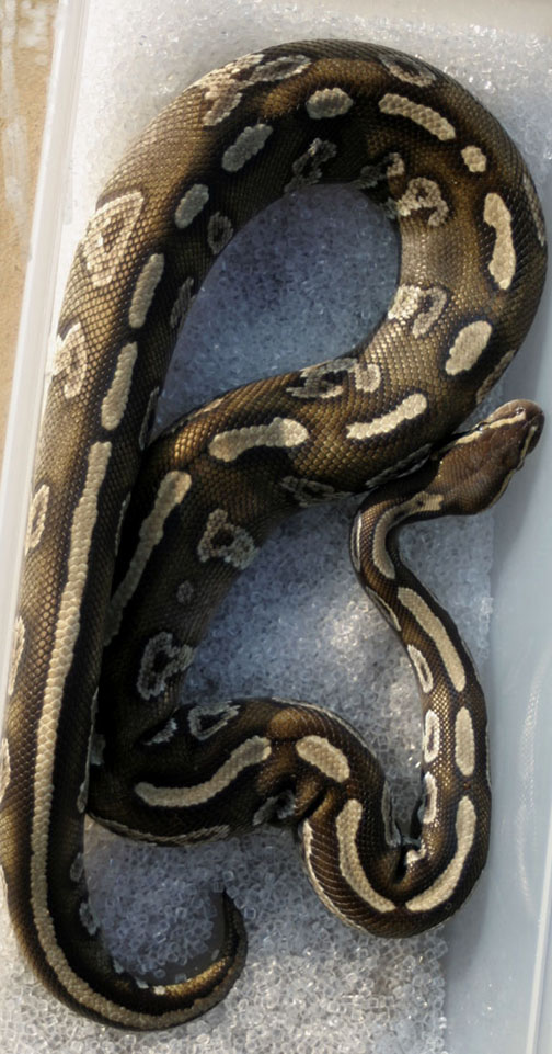 Granite Mojave