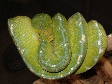 bok female