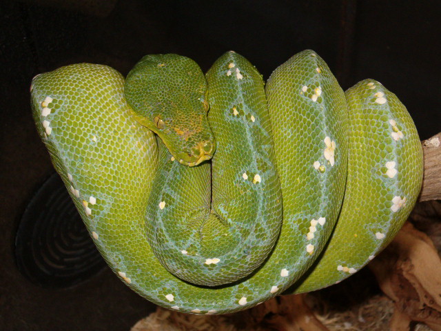 bok female