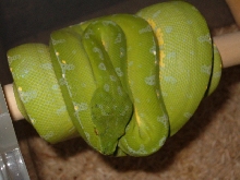 sorong male
