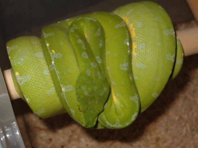 sorong male
