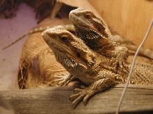 SCUBA AND HOPPER