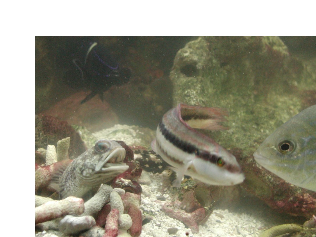 GARY