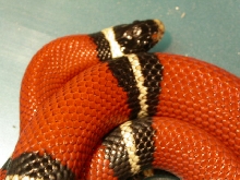 milksnake