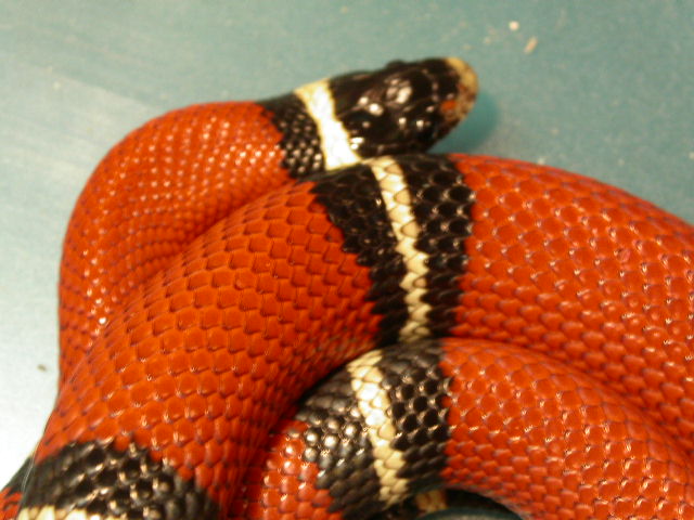 milksnake