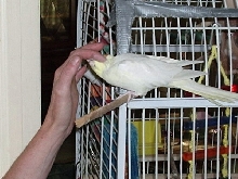 neck scratches