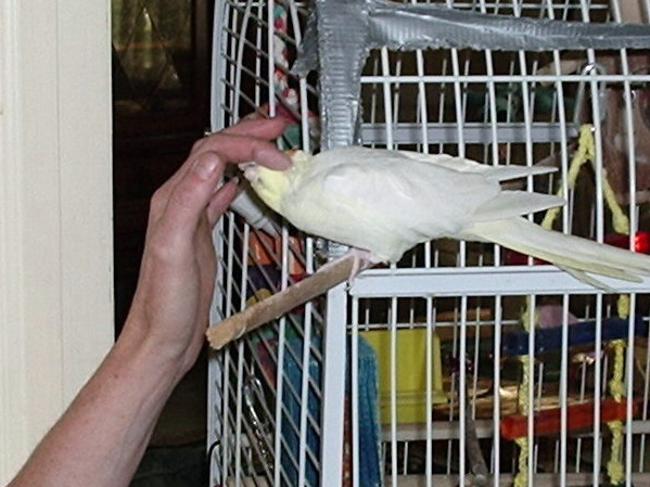 neck scratches