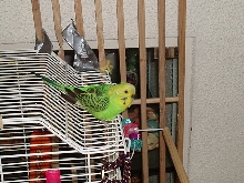 petie