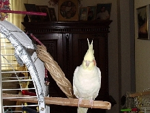 Zekie